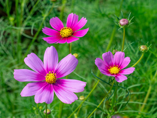 Pink Cosmos flowers blooming in the garden.shallow focus effect.