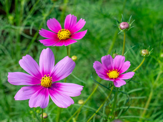 Obraz premium Pink Cosmos flowers blooming in the garden.shallow focus effect.