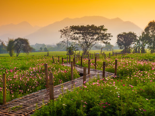 Fototapeta na wymiar Cosmos pink flowers are blooming in the garden. With bamboo pathways In front of the high mountains in northern Thailand At the time of the sun rising in the morning with fog