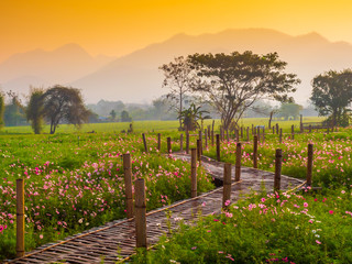 Naklejka premium Cosmos pink flowers are blooming in the garden. With bamboo pathways In front of the high mountains in northern Thailand At the time of the sun rising in the morning with fog