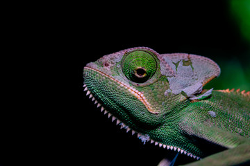 Closed up of Veiled Chameleon on black background. Skin slough off.