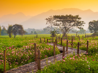 Fototapeta premium Cosmos pink flowers are blooming in the garden. With bamboo pathways In front of the high mountains in northern Thailand At the time of the sun rising in the morning with fog