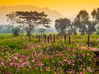 Cosmos pink flowers are blooming in the garden. With bamboo pathways In front of the high mountains in northern Thailand At the time of the sun rising in the morning with fog