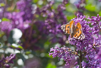orange butterfly on lilac flowers on a sunny day