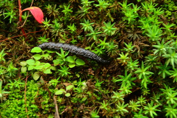snail on the grass