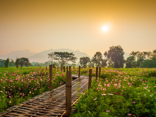 Fototapeta premium Cosmos pink flowers are blooming in the garden. With bamboo pathways In front of the high mountains in northern Thailand At the time of the sun rising in the morning with fog