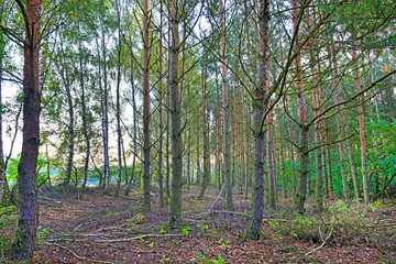 Bosco con grandi alberi.