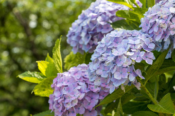 権現堂公園のあじさい　埼玉県幸手市