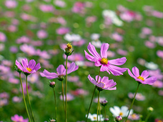 Obraz na płótnie Canvas Pink Cosmos flowers blooming in the garden.shallow focus effect.