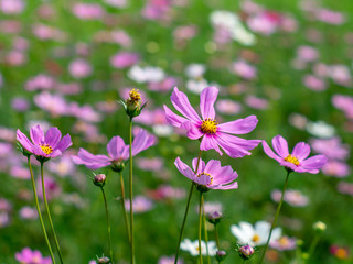 Fototapeta premium Pink Cosmos flowers blooming in the garden.shallow focus effect.