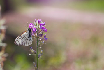white butterfly on a purple flower in the forest with space for text