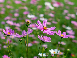 Pink Cosmos flowers blooming in the garden.shallow focus effect.