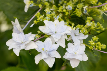 権現堂公園のあじさい　埼玉県幸手市