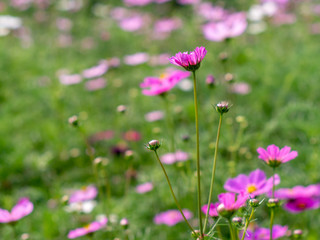 Pink Cosmos flowers blooming in the garden.shallow focus effect.