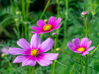 Obraz premium Pink Cosmos flowers blooming in the garden.shallow focus effect.