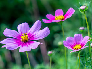 Fototapeta premium Pink Cosmos flowers blooming in the garden.shallow focus effect.