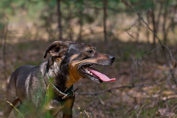 black dog in the forest. the dog stuck out her tongue