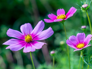 Pink Cosmos flowers blooming in the garden.shallow focus effect.