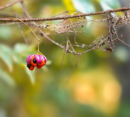 Wild red forest berry on a branch covered in cobwebs close up.