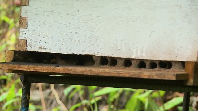 A still medium shot of bees flying into and exiting an enclosed space which is built with painted wooden planks on a warm and sunny afternoon