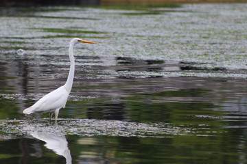 Great egret (Ardea alba) white heron standing in calm reflecting sea water closeup. Far east Russia, Nakhodka.
