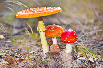 Funghi nel sottobosco.