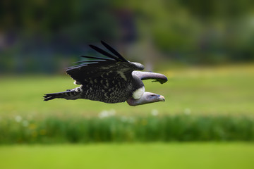 Rüppell's vulture or Rüppell's griffon vulture (Gyps rueppelli) flying with green background. Big african vulture in a green.