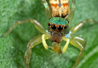 Macro Photo of Colorful Jumping Spider with Prey on Green Leaf