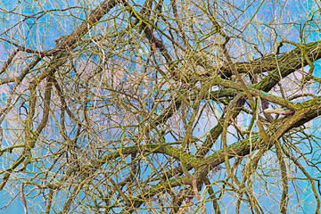 Rami e radici a pelo d'acqua.