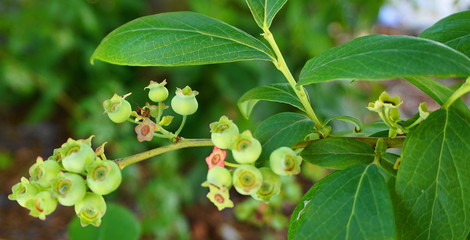 Unripe green blueberry berries and leaves on the branch in the morning sun close up. 