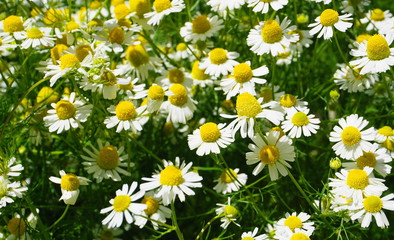 White Chamomile flowers meadow close up. Herbal medicine.