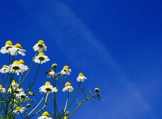 Beautiful and delicate white chamomile flowers close up on blue sky background. Herbal medicine.
