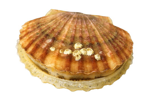 Alive sea scallop Patinopecten yessoensis with sea acorns on the shell isolated on white background