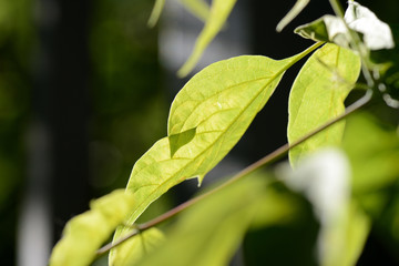 Maple leaves backlit by the sun in summer day close up