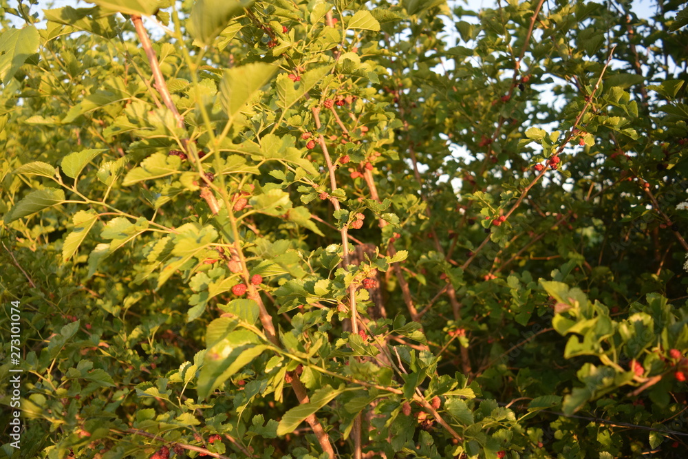 Sticker raspberry bush