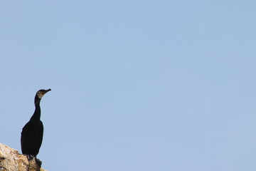 Cormorant on the rock on clean blue sky background. Copy space for text, design template.