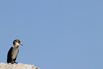 Cormorant on the rock on clean blue sky background. Copy space for text, design template.