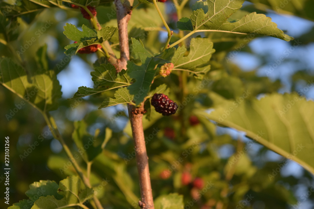 Sticker Raspberry Bush