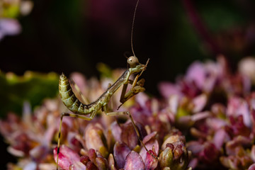 a small mantis on a flower 