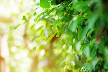 growing green leaf with sunlight background