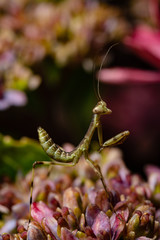a small mantis on a flower 