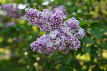 Gentle blurred spring or summer background. Closeup of the delicate buds  of Lilac flowers on the branch on beautiful bokeh background. Selective focus.