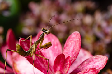 a small mantis on a flower 