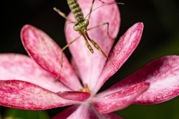 a small mantis on a flower 