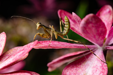a small mantis on a flower 