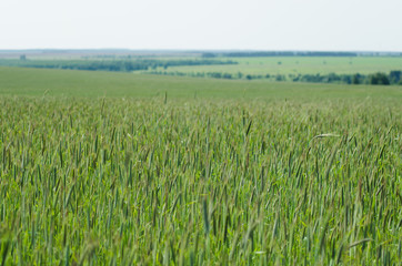 rye fields in summer, countryside landscape