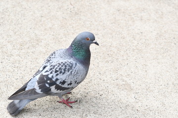 鳩