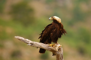 Spanish imperial eagle (Aquila adalberti), also known as the Iberian imperial eagle, Spanish  or Adalbert's eagle sitting on the branch with prey. Imperial eagle  with rabitt.