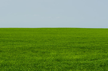Obraz na płótnie Canvas Green bright grass and sky background, horizon