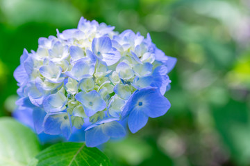 あじさい